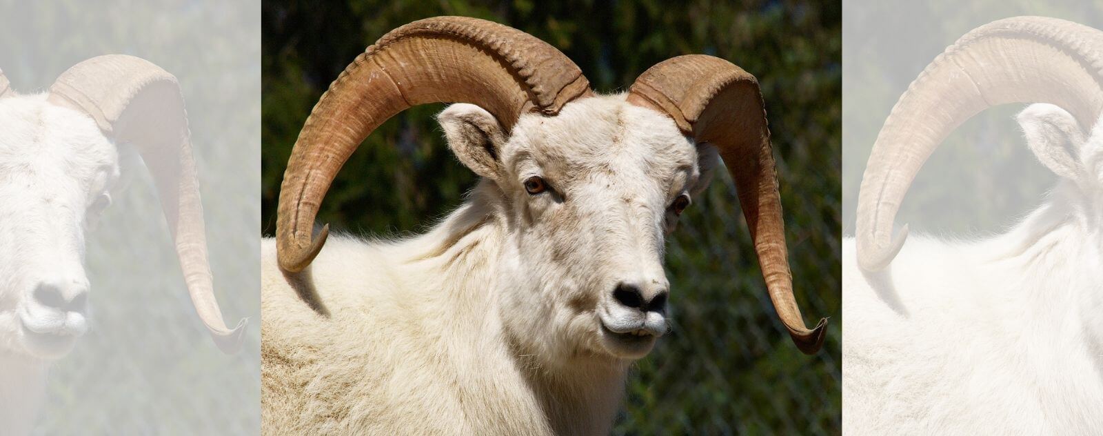 Dall's sheep