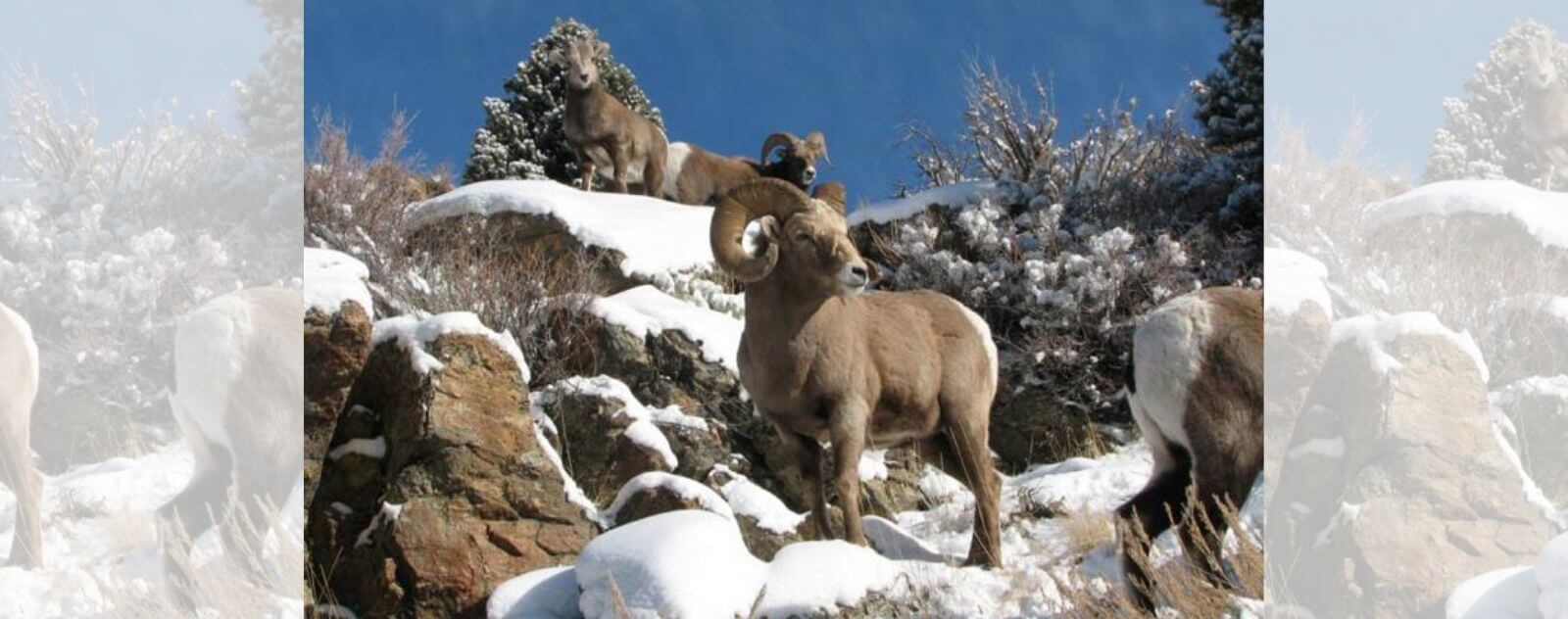 Mouton des Neiges (Mouflon de Sibérie)