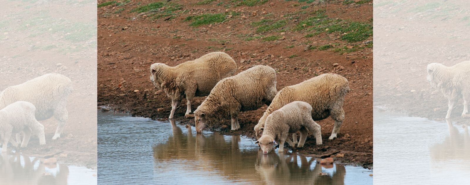 Moutons qui Boivent de l'Eau