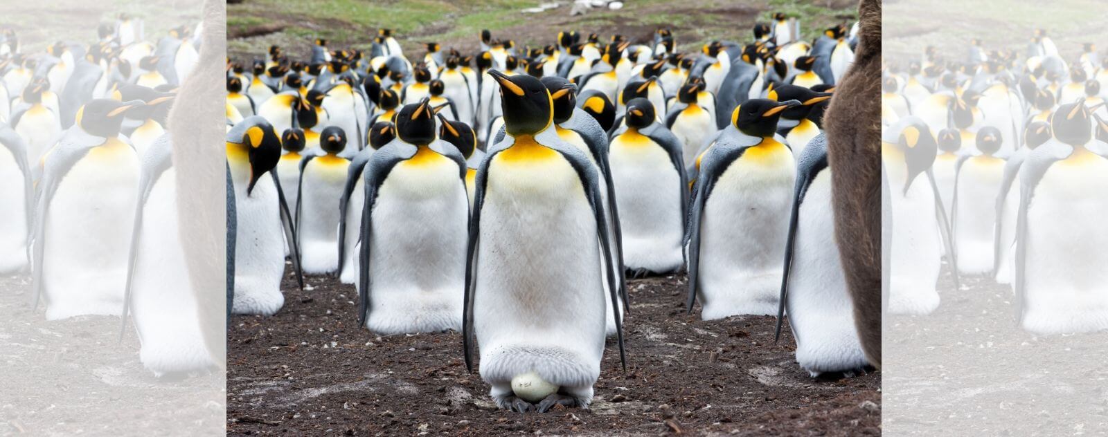 Incubated Penguin Eggs in Summer (Colony)