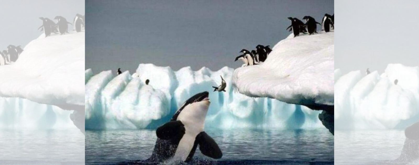 La orca caza y come pingüinos que saltan de un témpano de hielo en la Antártida
