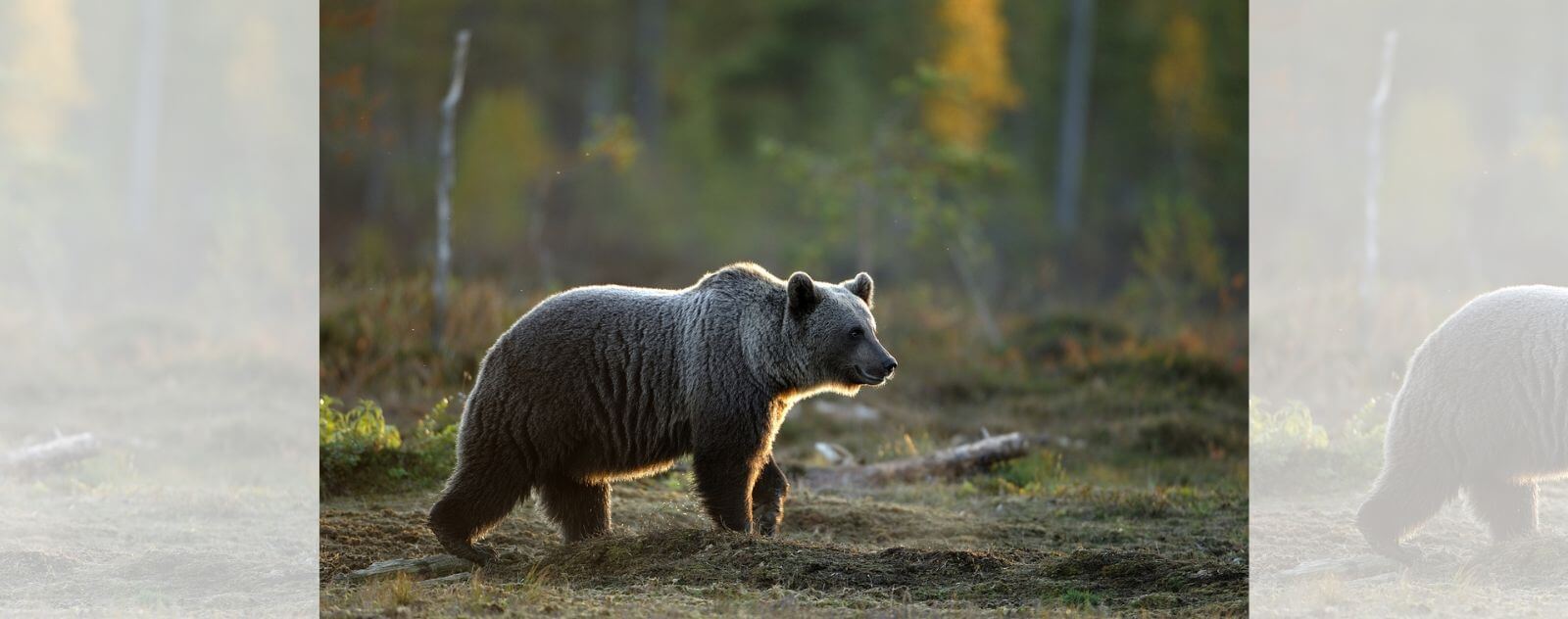 11 choses à savoir sur les ours