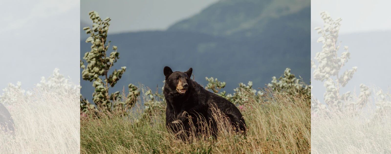 Black bear