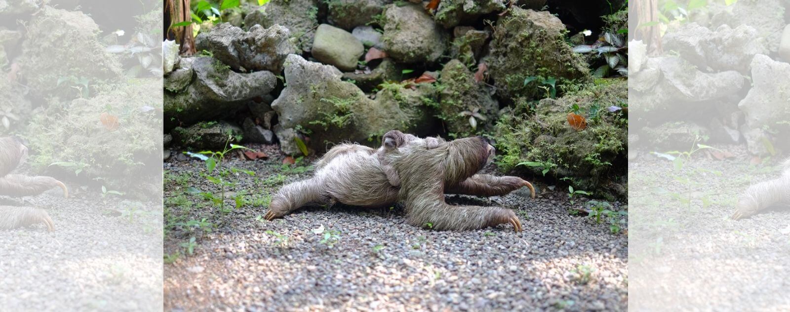 Sloth with her Baby on her Back