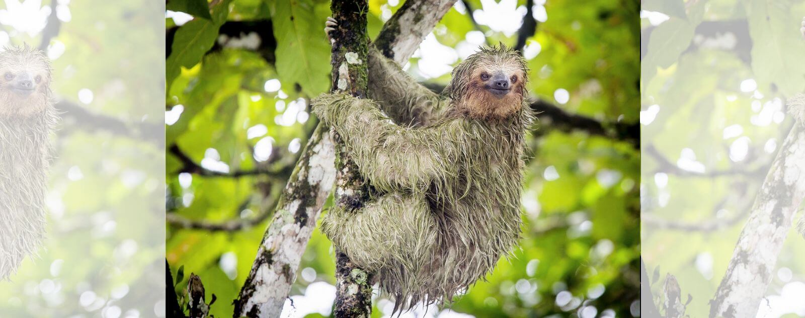 Wet Sloth