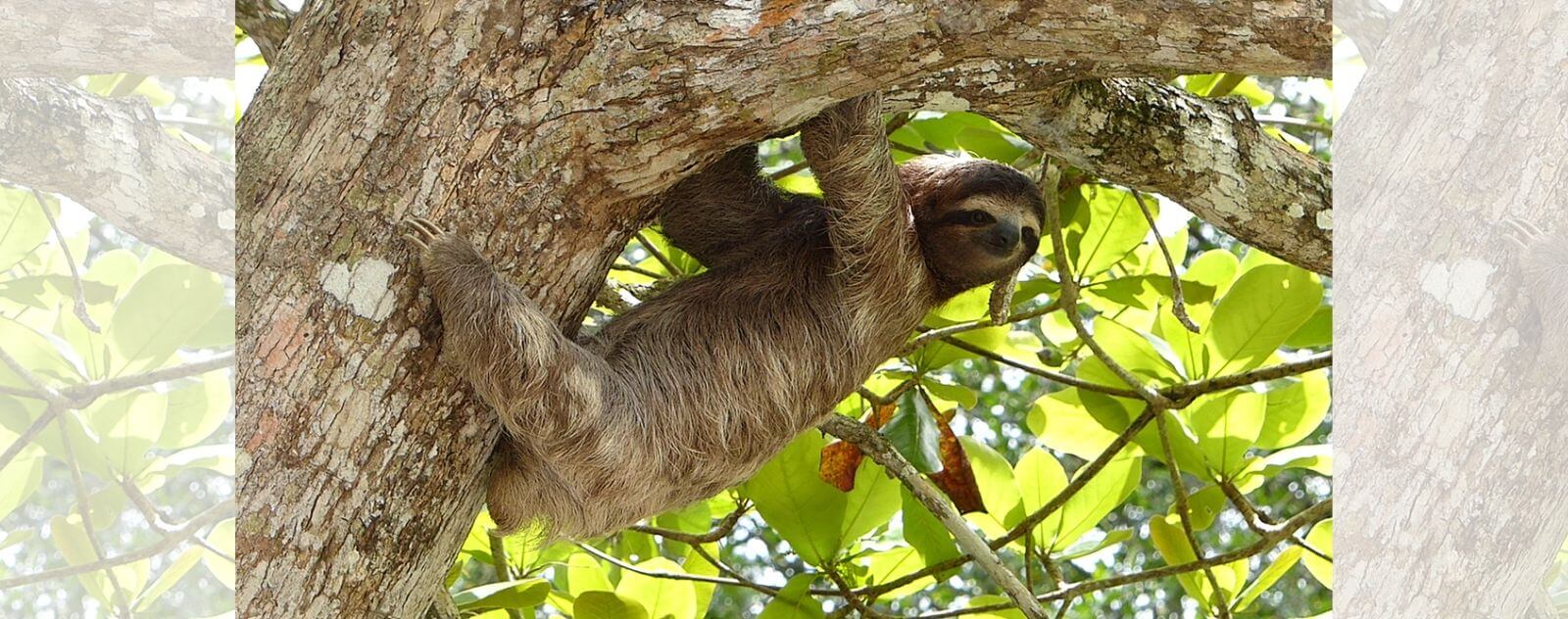 Sloth Hanging from a Tree Upside Down