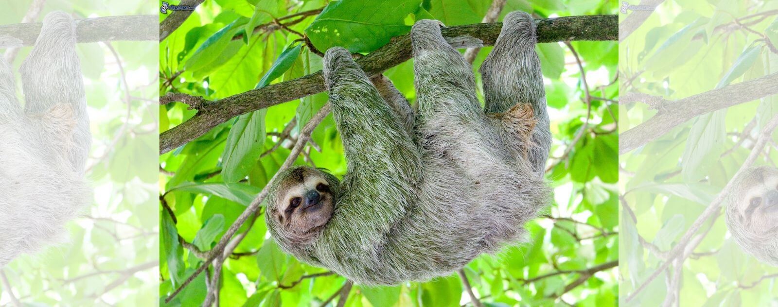 Sloth Upside Down