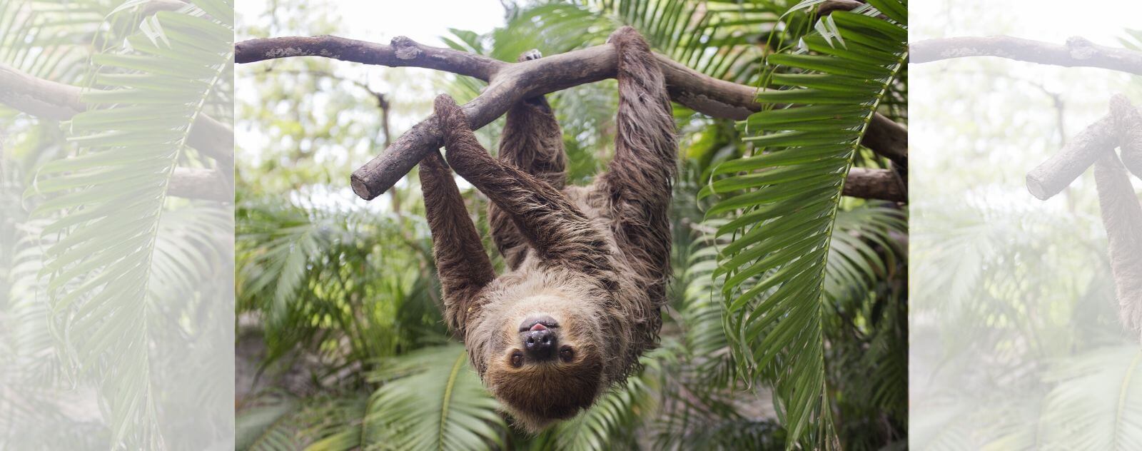 Sloth sticking out its tongue