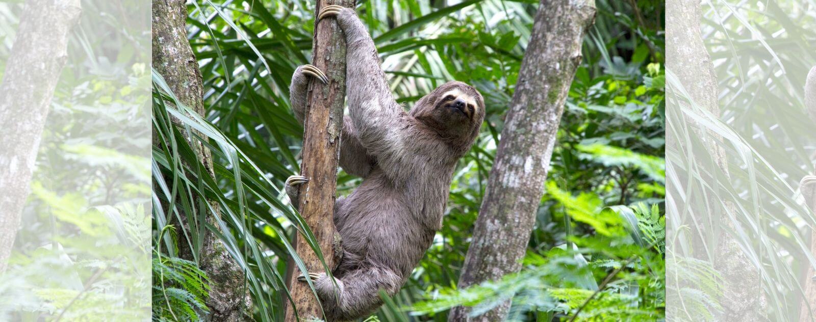 Head-turning Sloth