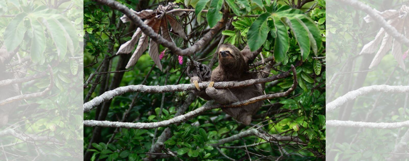 Sloth under Leaves in a Tree