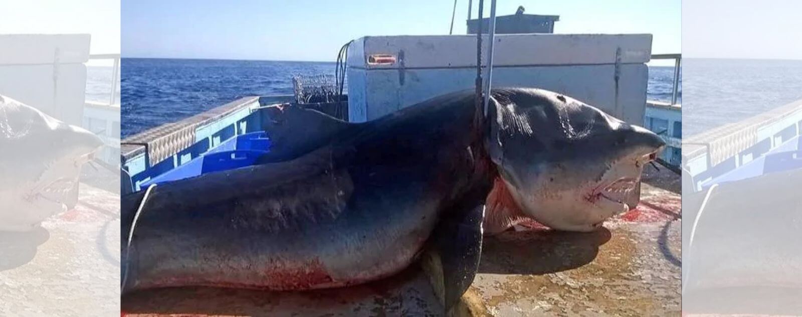 Tiburón muerto de pesca comercial