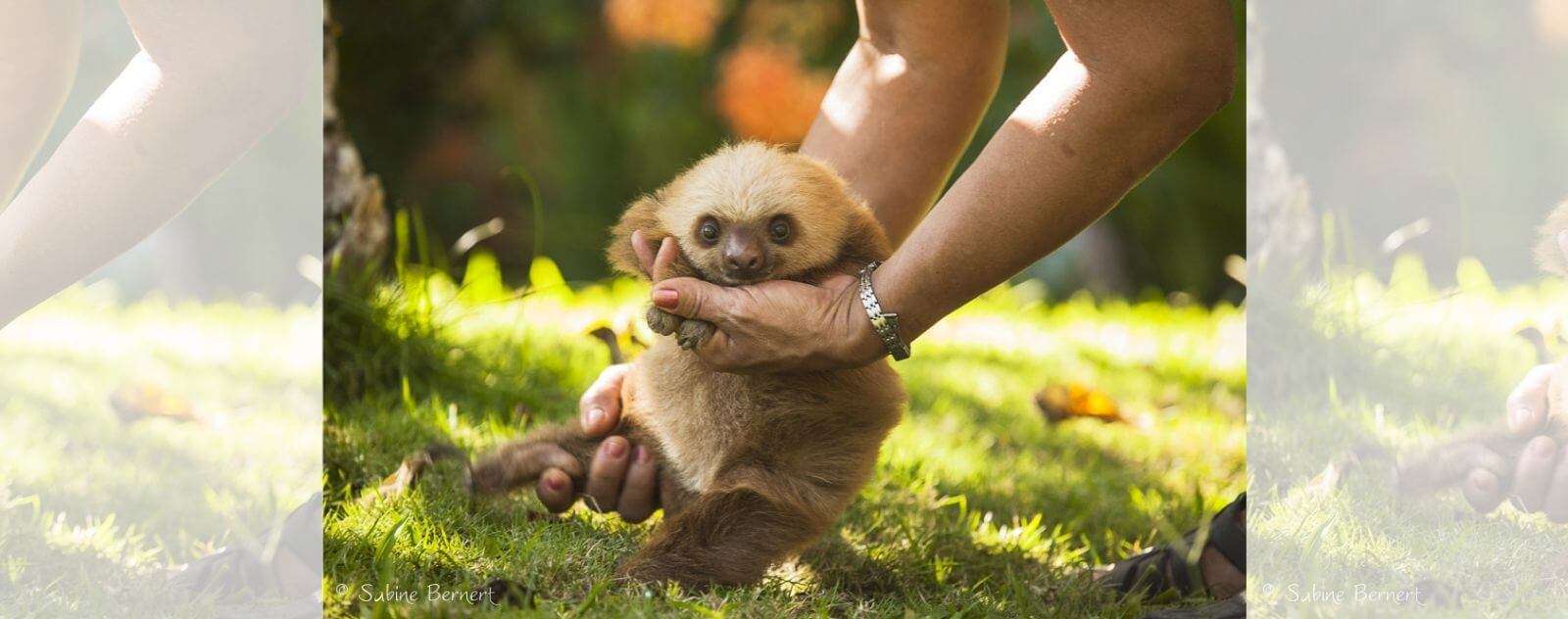 Person Who Picks Up a Baby Sloth