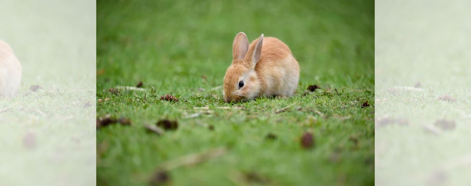 Conejito lindo comiendo hierba, piñas y sus heces