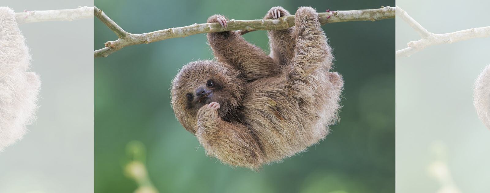 Pequeño perezoso colgante