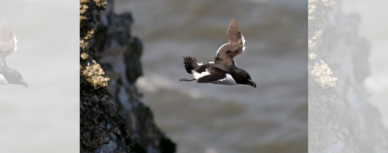 Little Black and White Penguin Flying