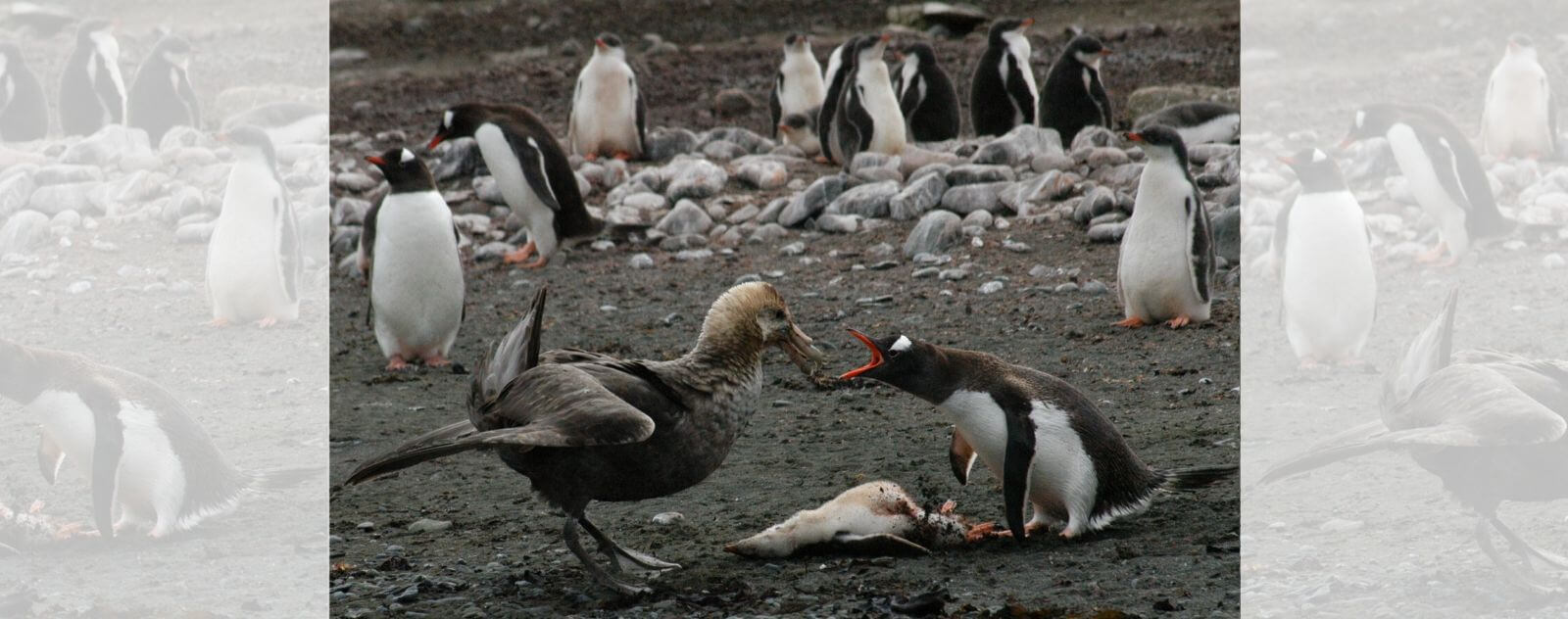Petrel comiendo un pingüino bebé