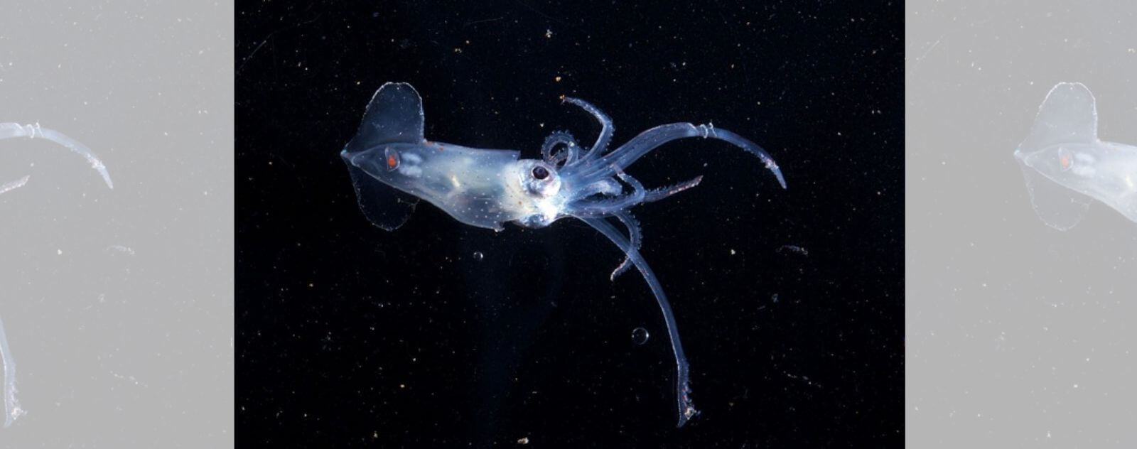 Pelagic octopus