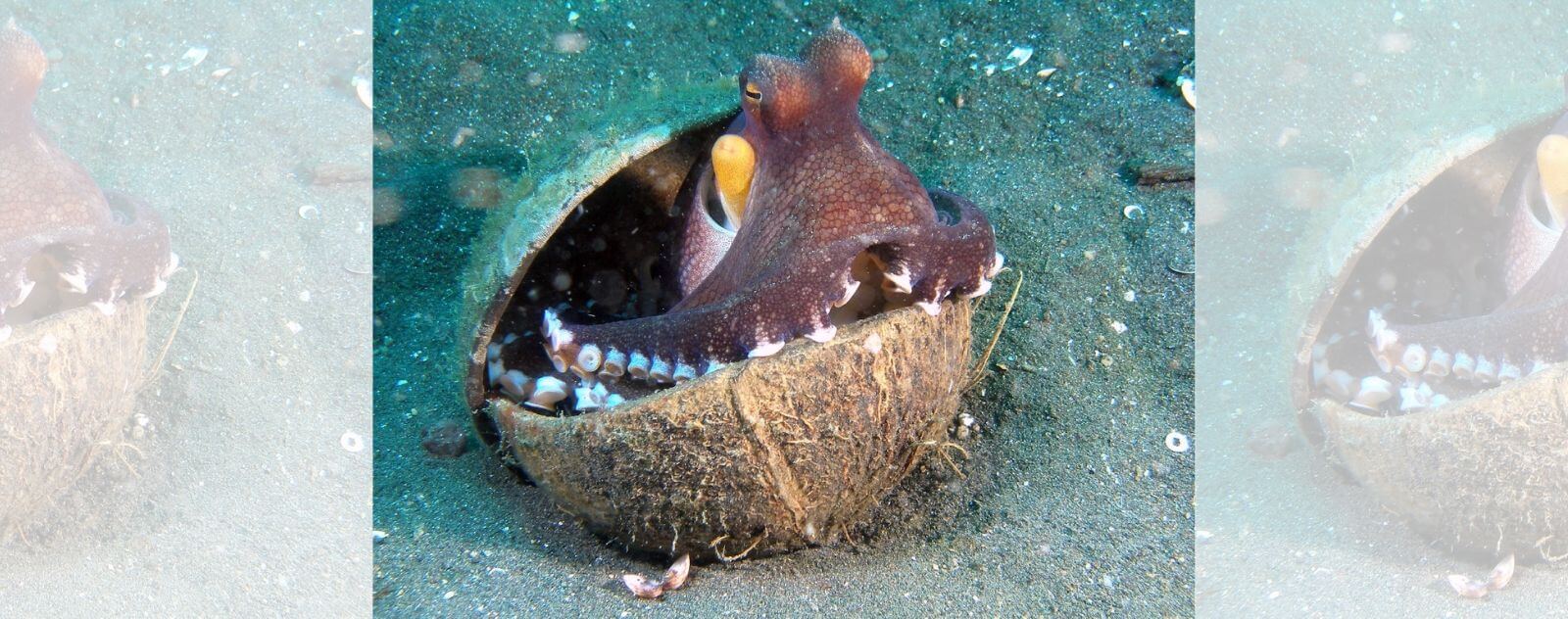 Veined Octopus in a Coconut