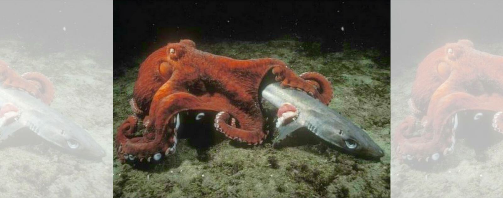 Octopus Eating a Shark