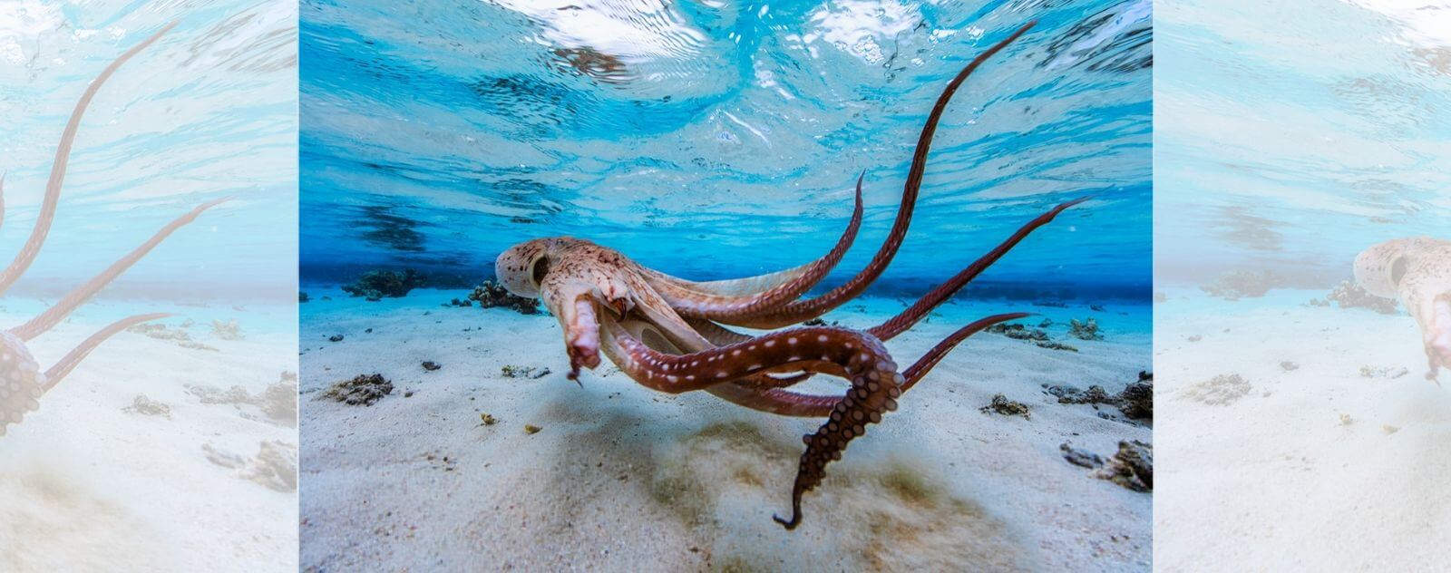Octopus Swimming with a Severed Arm