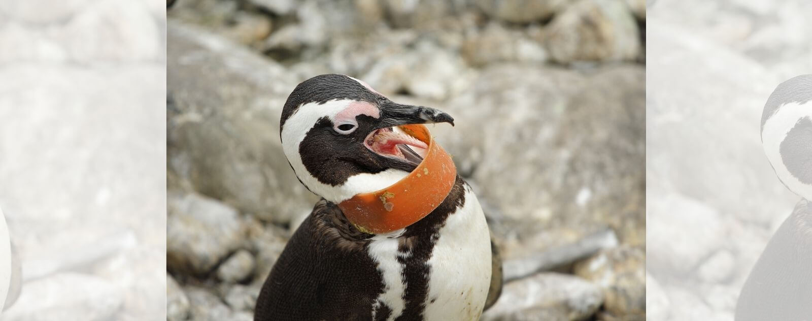 Pingüino de plástico (contaminación)