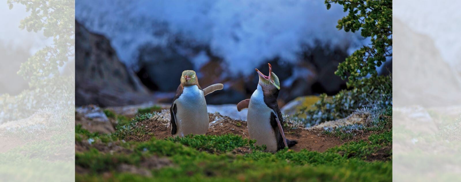 Pingouin aux Yeux Jaunes (Genre Megadyptes)