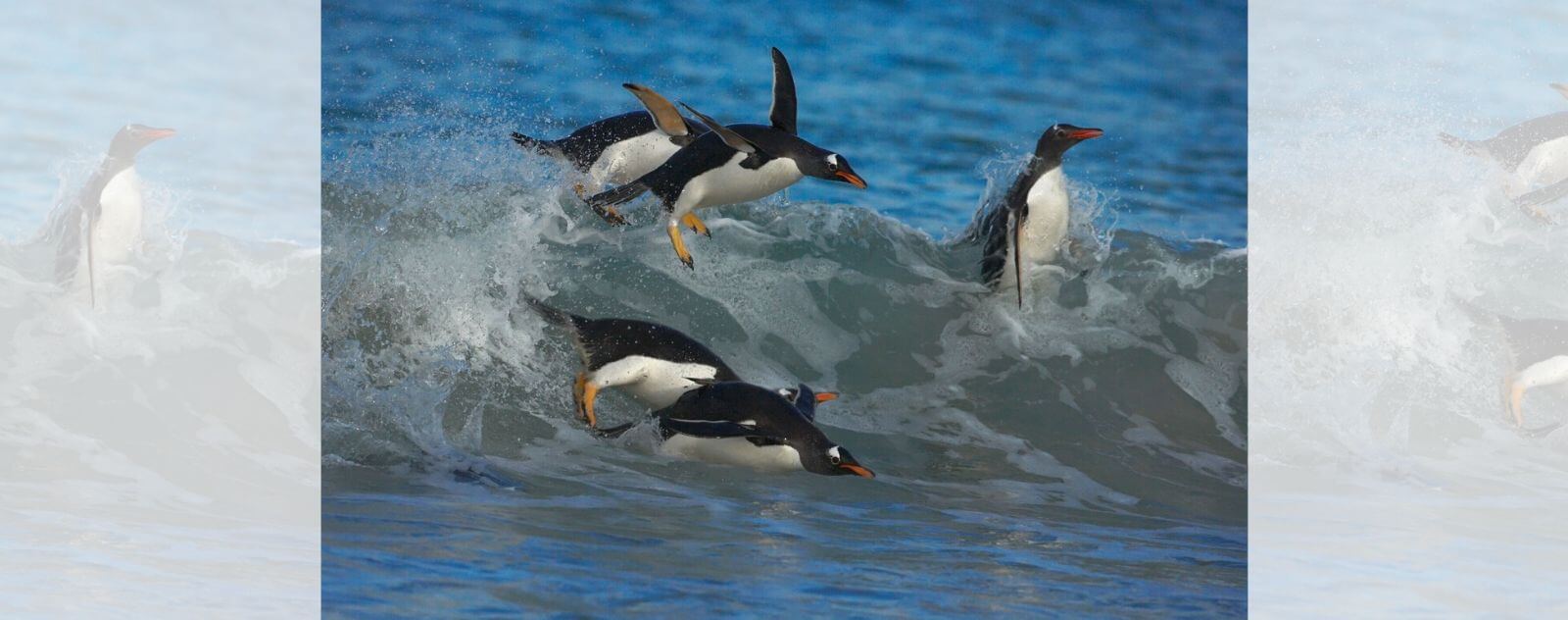 Pingüino nadando en una ola