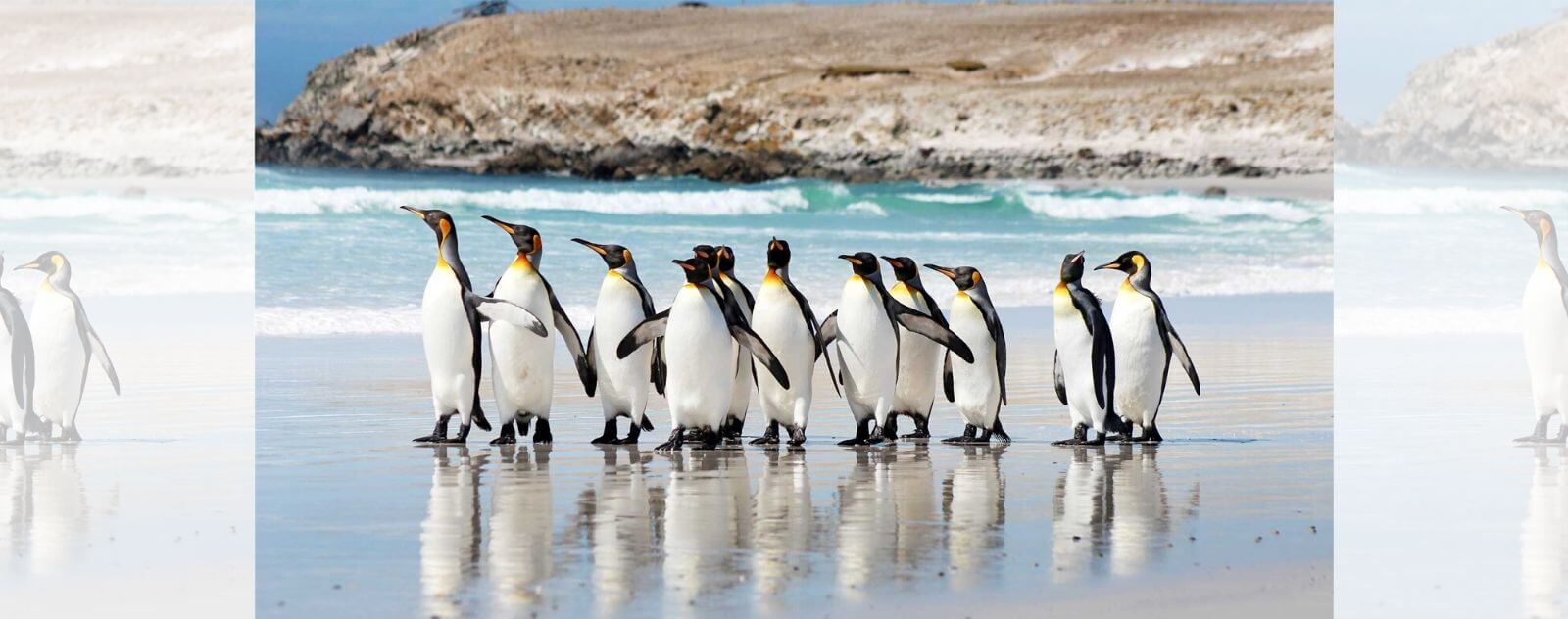 Pingüino en la playa orientándose