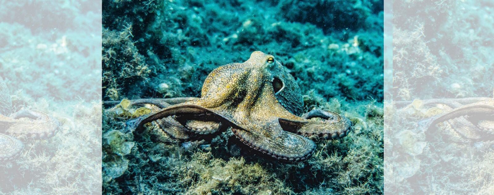 Octopus or Octopus