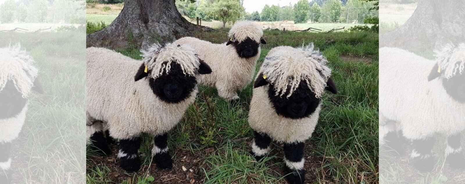 Linda raza de ovejas