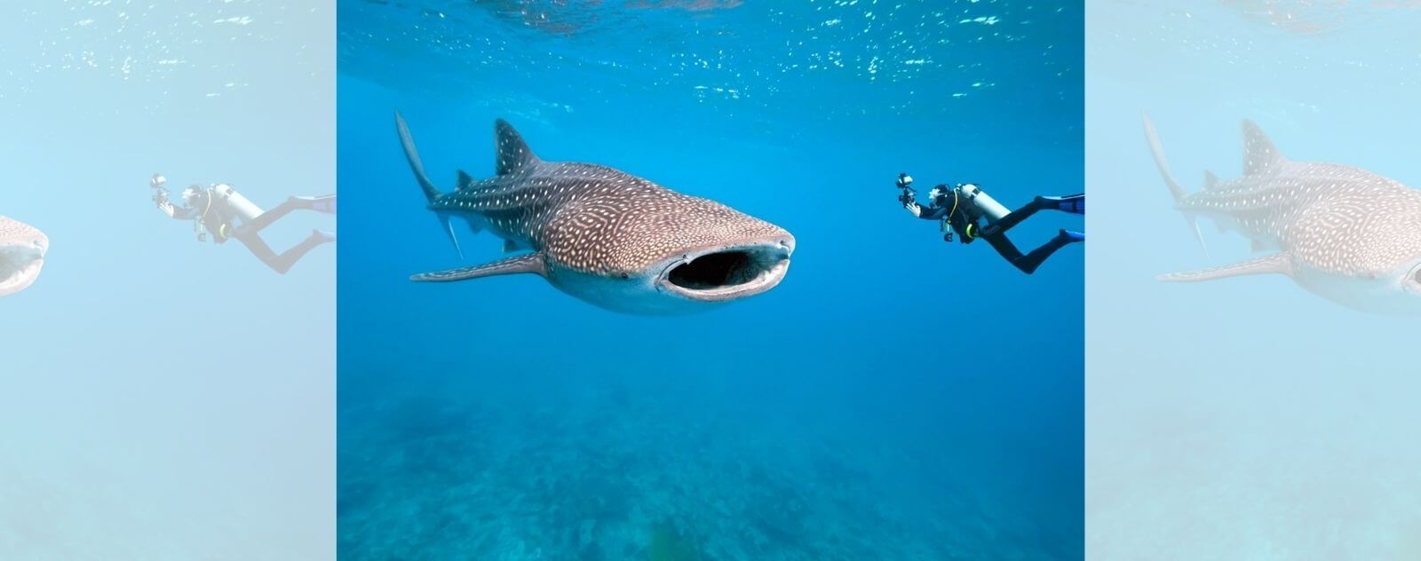 Tiburón ballena con un buzo al lado