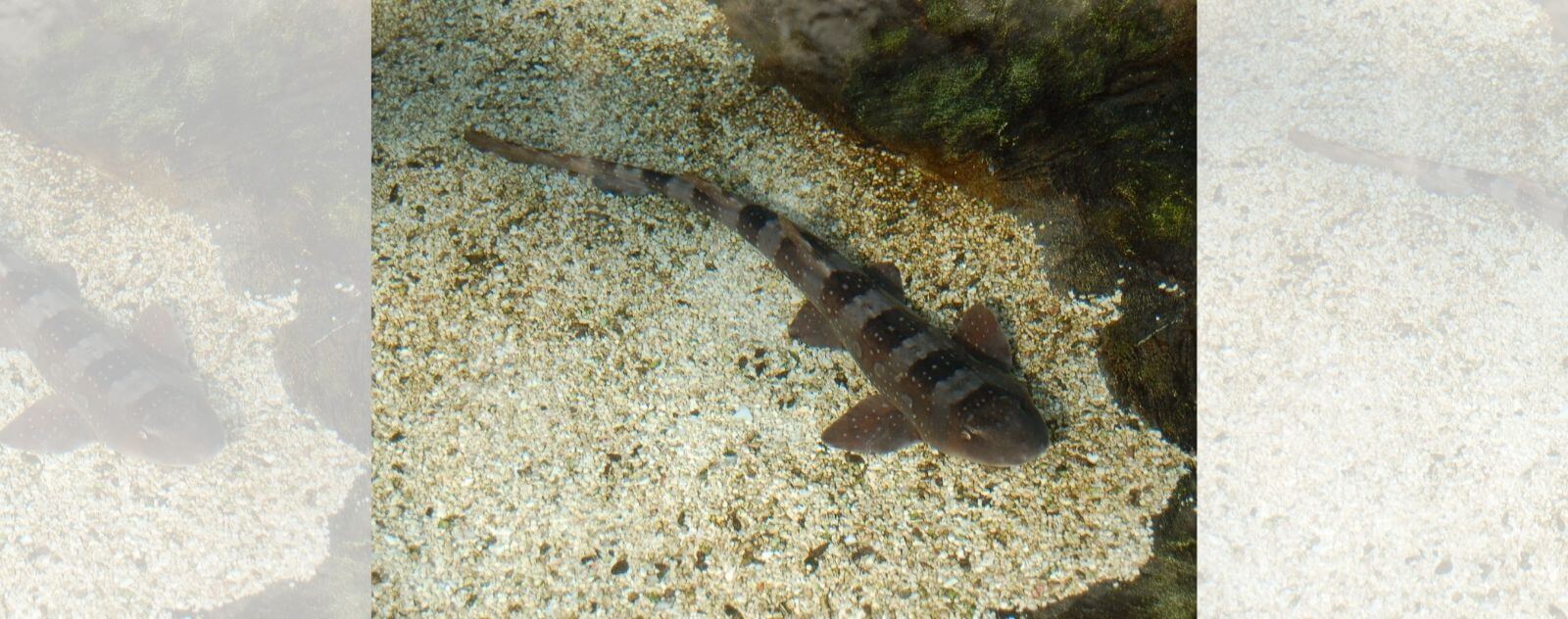 Tiburón bambú con bandas marrones en la arena en el fondo del mar