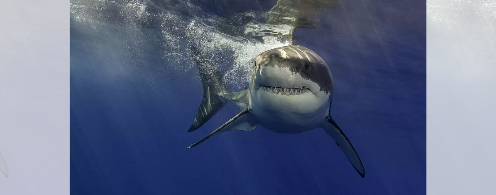 Tiburón blanco de superficie con dientes grandes