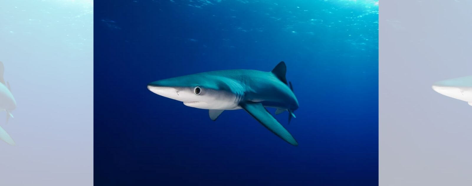 Tiburón azul en el mar rodeado de agua oscura