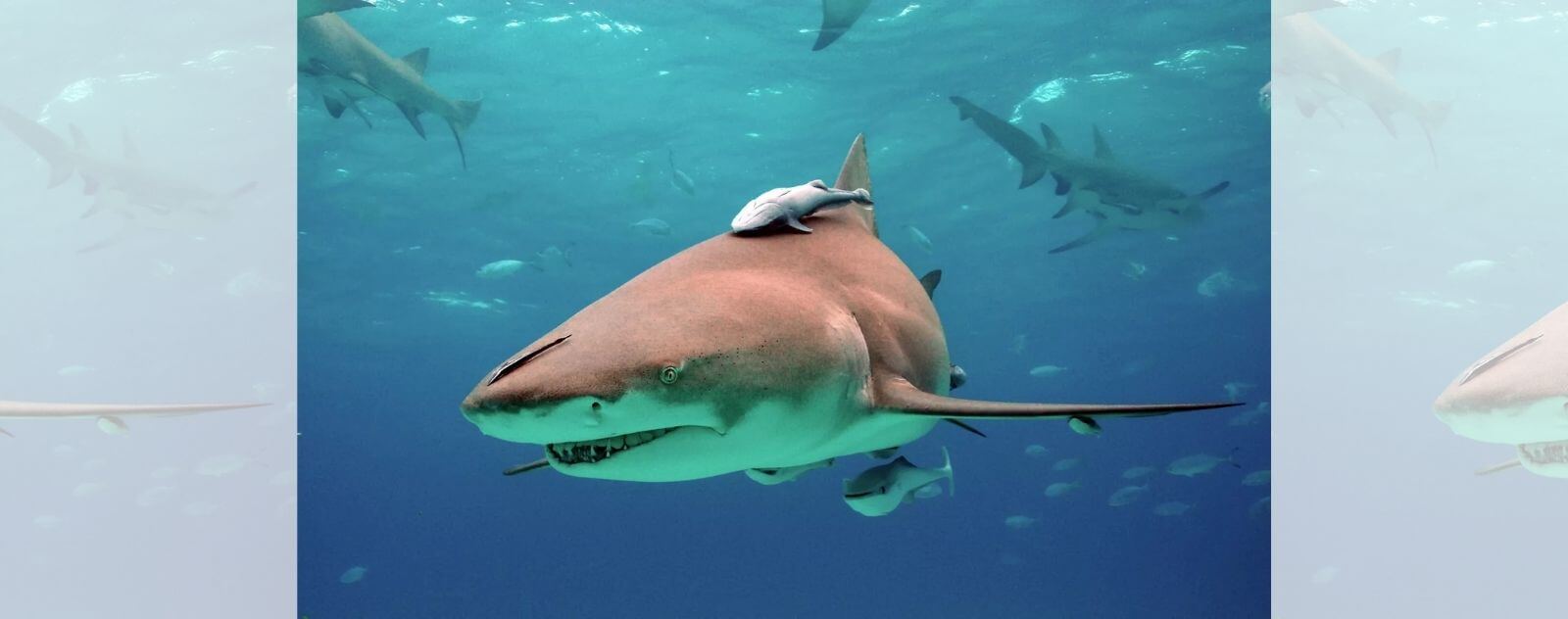Lemon Shark with its Congeners and Fish on It