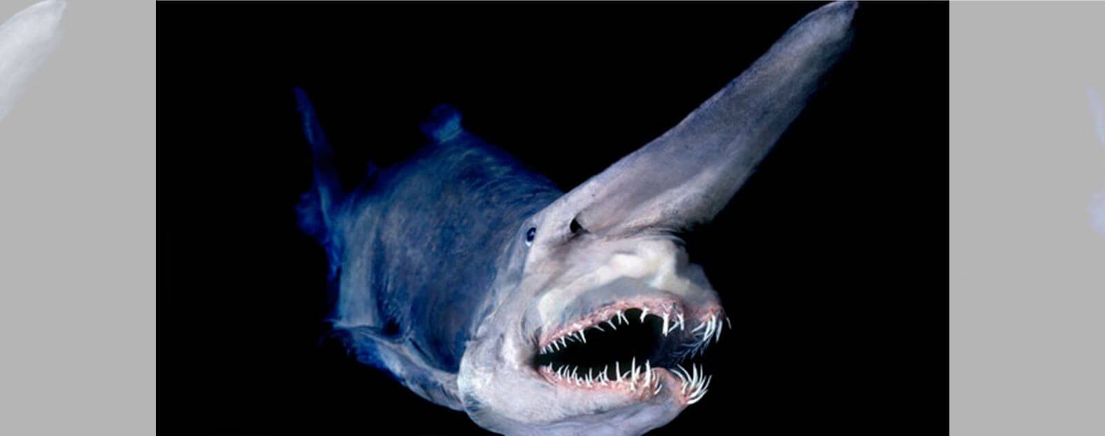 Goblin Shark or Goblin Shark