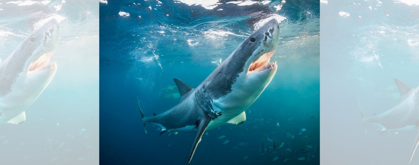 Mako Shark Swimming with Fish