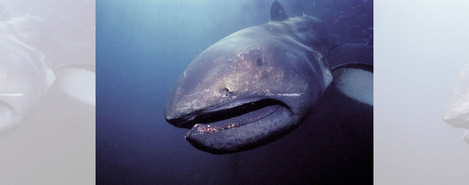 Megamouth Shark or Bigmouth Shark or Bigmouth Shark