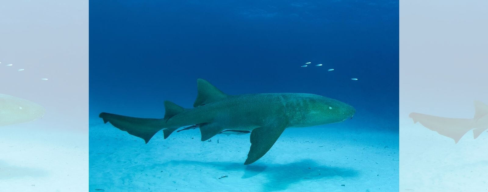 Tiburón nodriza en la noche que caza