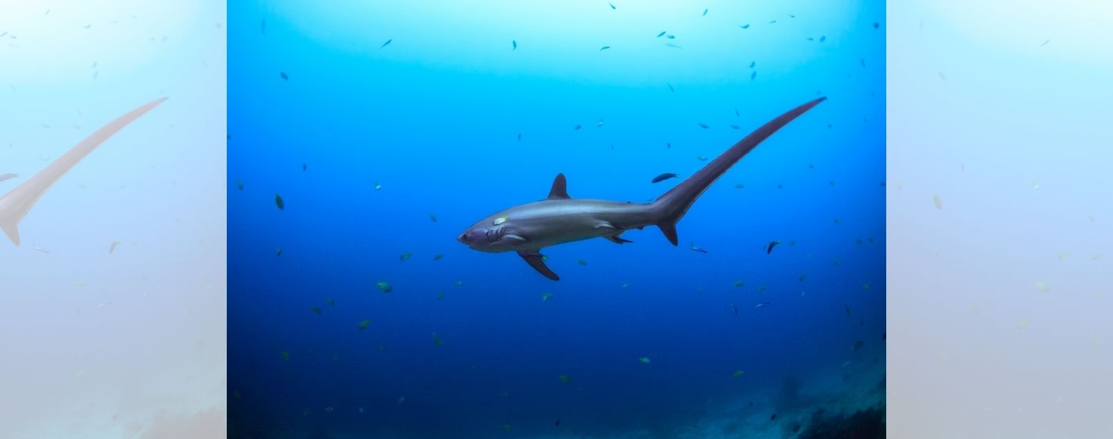 Tiburón zorro con aleta de cola larga