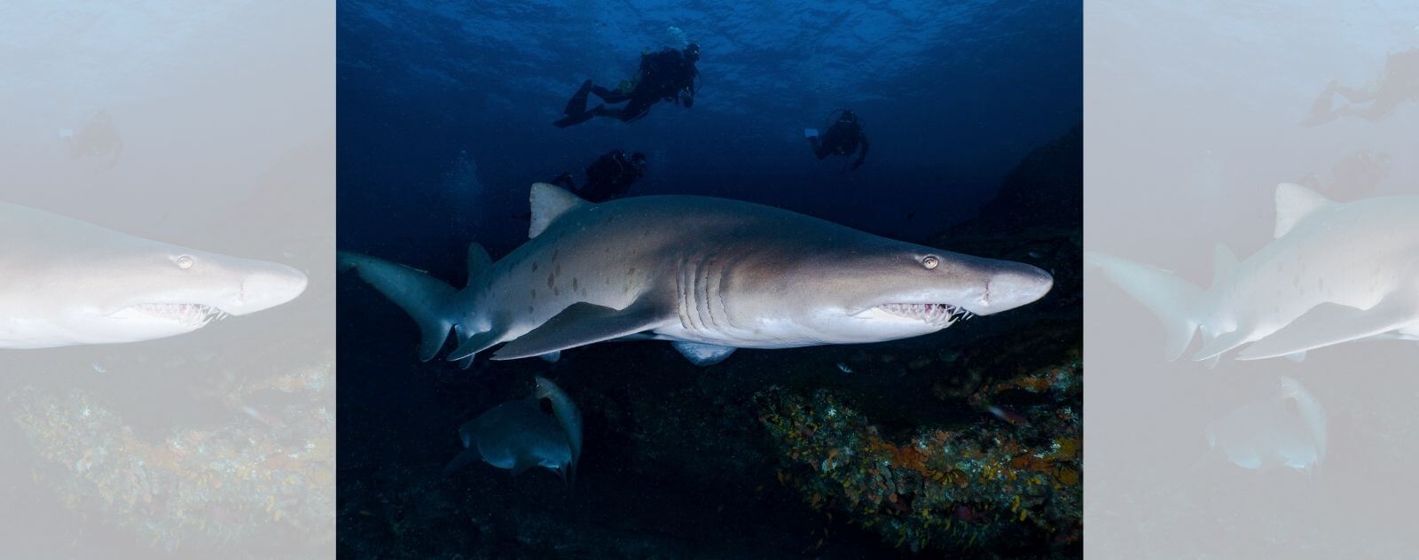 Bull Shark Swimming at Night