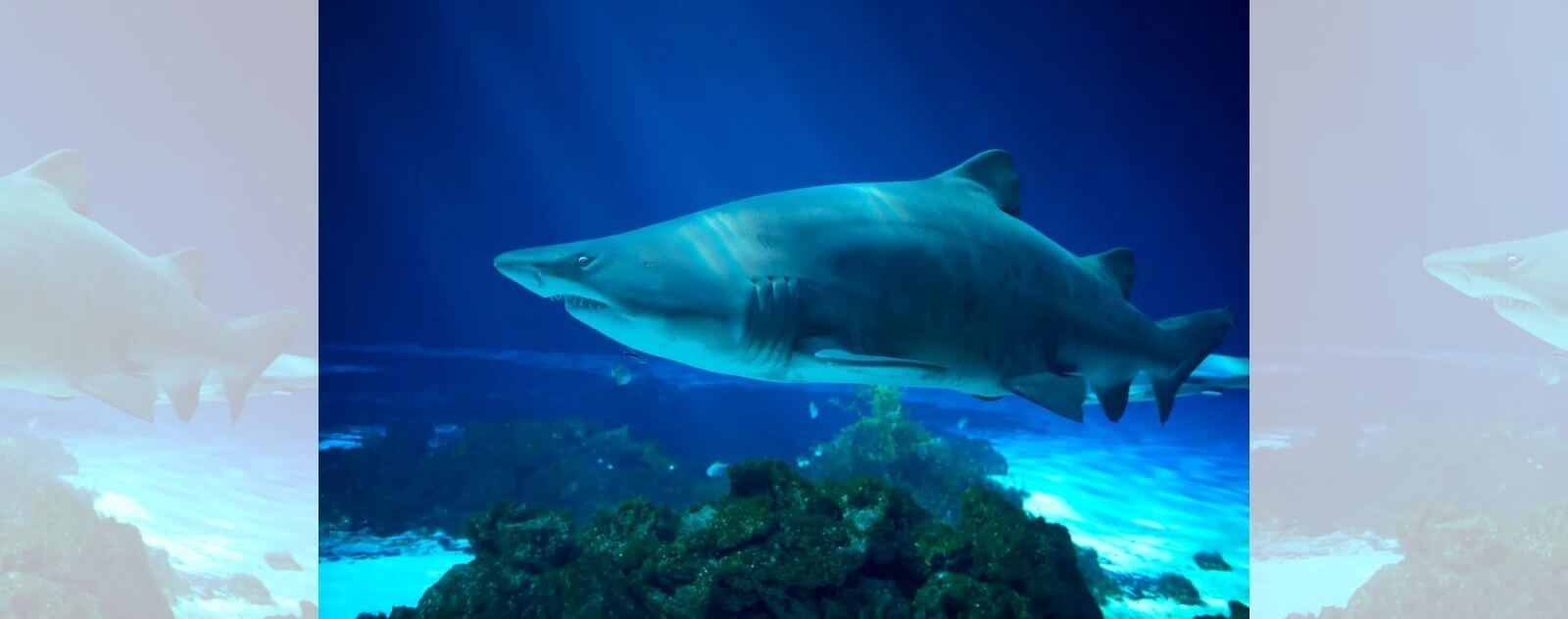 Requin Tigre des Sables avec un Corps Massif et des Grandes Dents