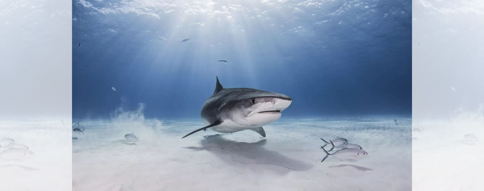 Tiger Shark Swimming in the Bottom of the Ocean on a Sandbar