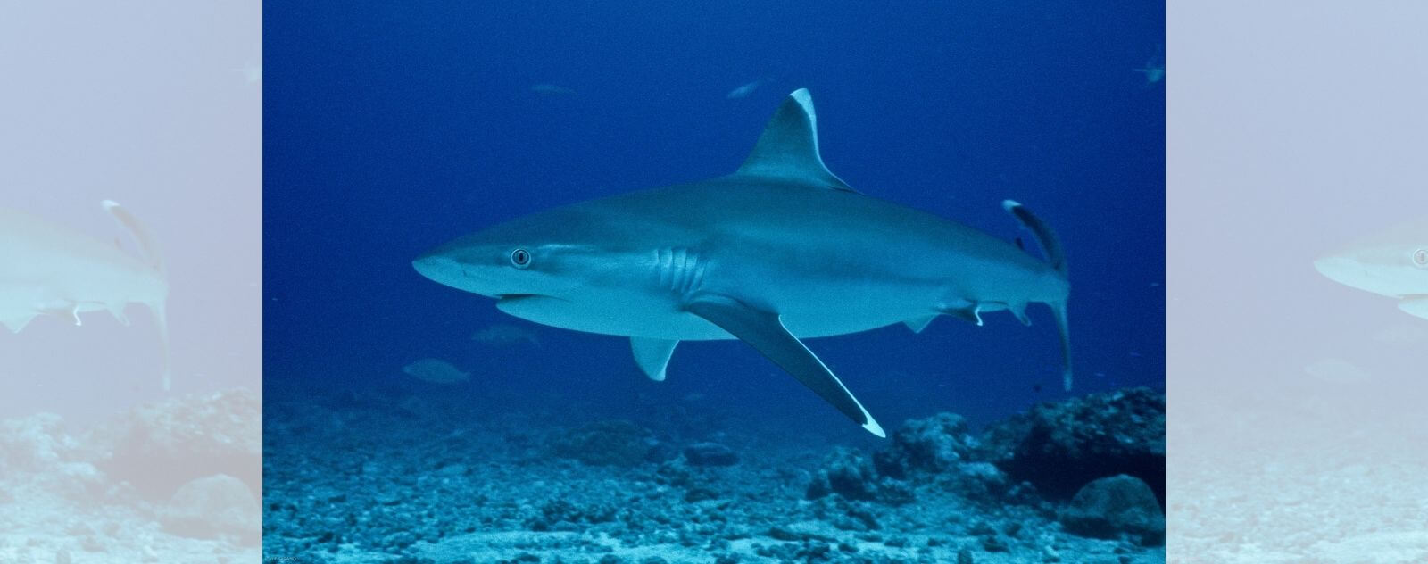 Tiburón punta blanca de Oceanía