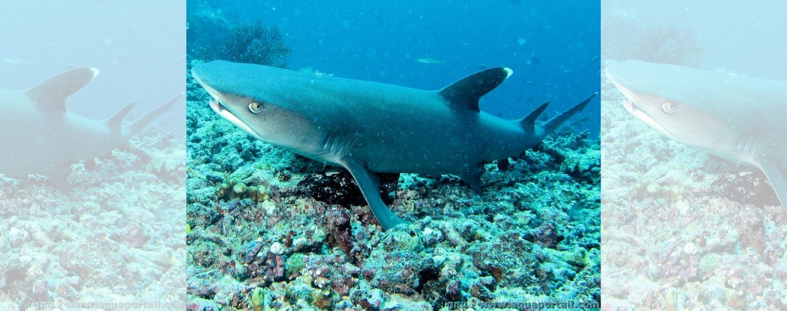 Whitetip Shark Swimming in Barrier Reefs in Oceania
