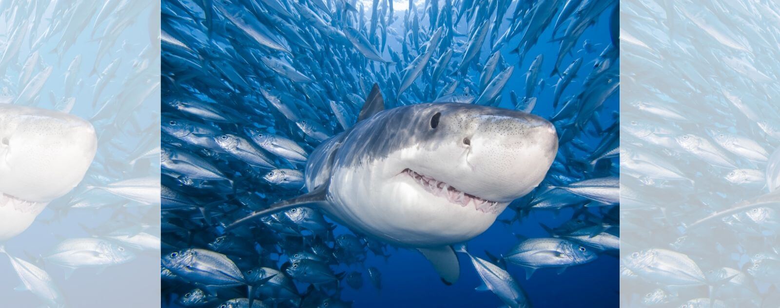 Requin au Milieu d'un Band de Poisson