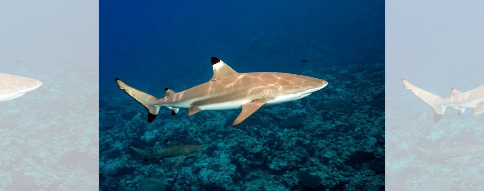 Pointe Noire Reef Shark in Water