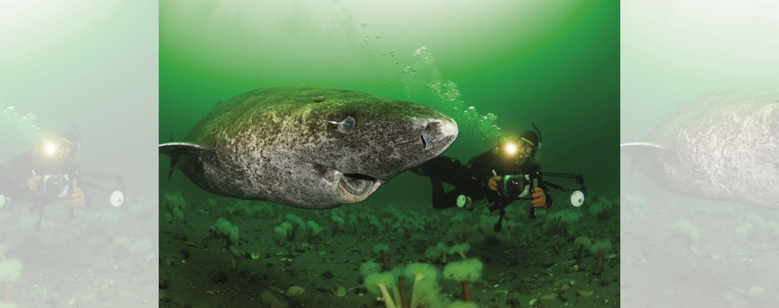 Tiburón de Groenlandia con un buzo al lado