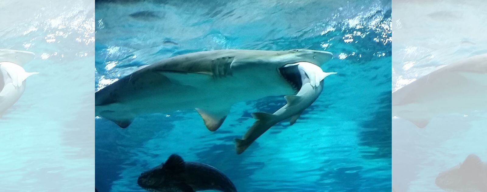 Tiburón que se come a otro tiburón
