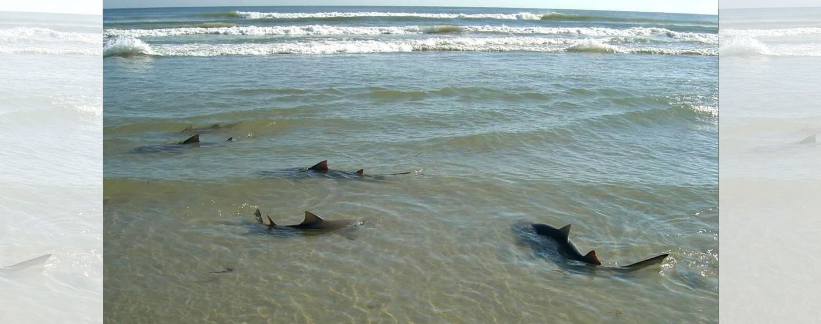 Tiburones limón en una playa